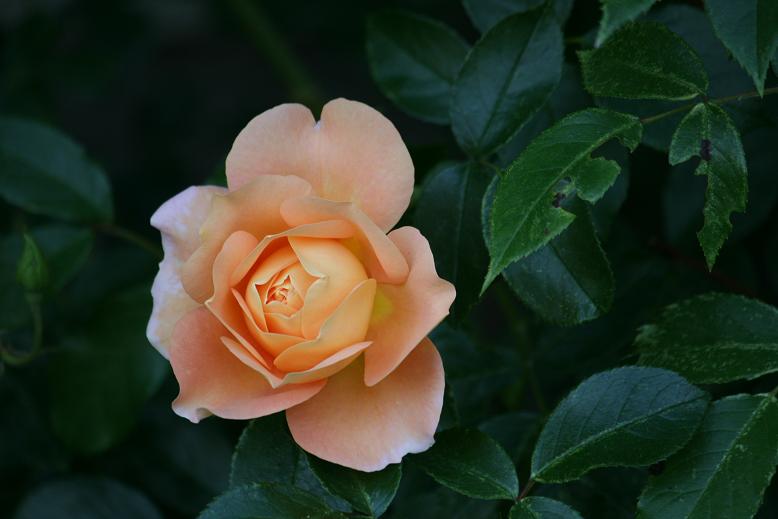 IMG_1790Sangerhäuser Jubiläumsrose.JPG