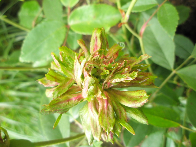 Rosa viridiflora