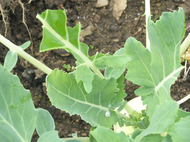 Kohlrabi