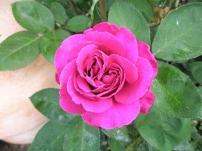 Englische Rose:Noble Anthony, David Austin