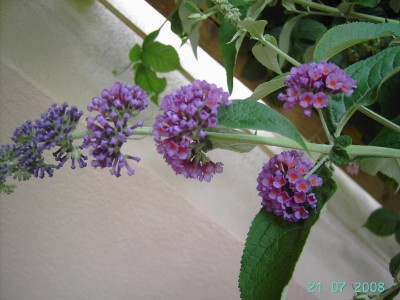 Buddleia_flower_power.jpg