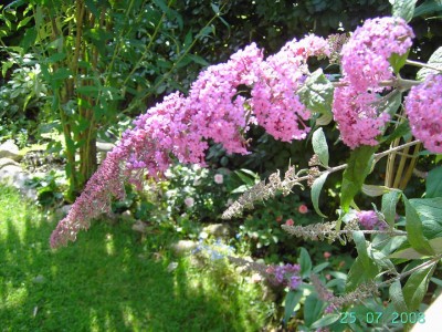 Buddleia_rosa.jpg