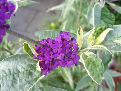 Buddleia_harlekin.jpg