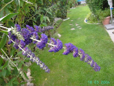 Buddleia_davidii_lila.jpg