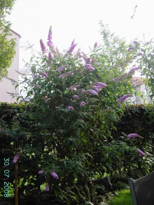 Buddleia pink delight