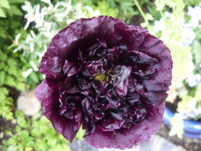 Mohn schwarz