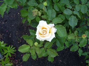 PIC_0070a.jpg