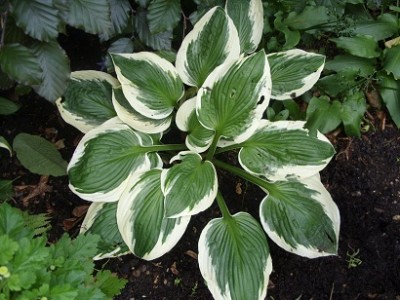 016.JPG (192.51 KiB) 16437 mal betrachtet 016.JPG