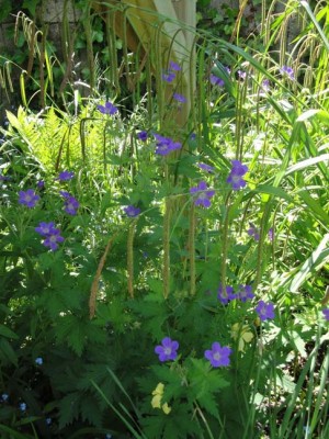 Waldstorchschnabel