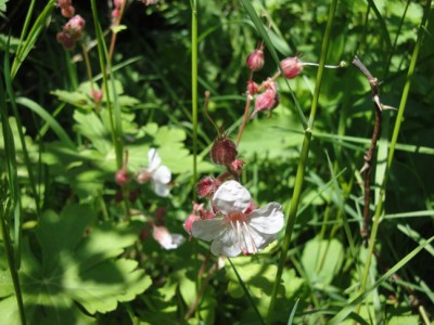 Weißer Felsenstorchschnabel