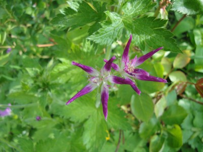 Geranium oxonianum 'Thurstonianum'