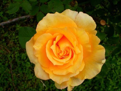 Rose 3.JPG