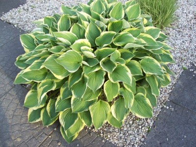 100_4763_600_450.jpg (87.4 KiB) 16428 mal betrachtet 100_4763_600_450.jpg