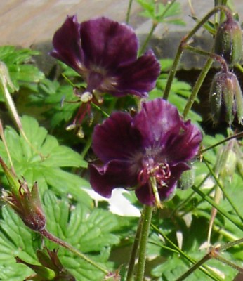 Geranium phaeum