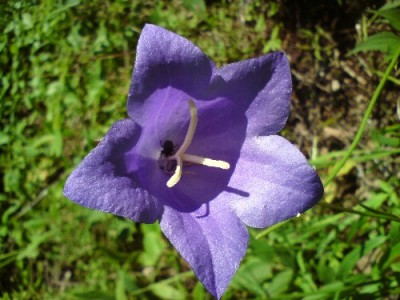 Riesenglockenblume