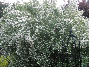 Philadelphus, Jasmin