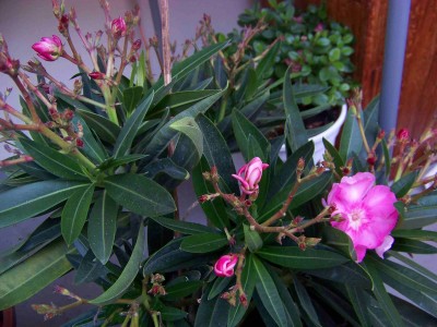 100_7184.001.jpg (249.87 KiB) 19174 mal betrachtet 100_7184.001.jpg