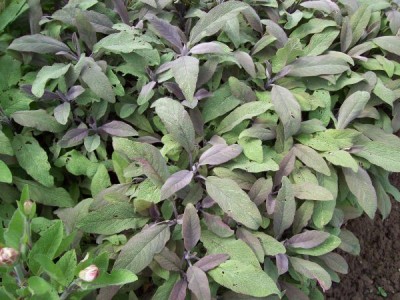 100_1505_600_450.jpg (77.69 KiB) 18299 mal betrachtet 100_1505_600_450.jpg