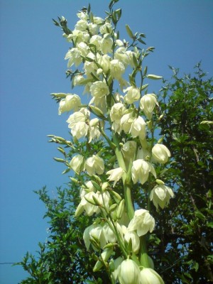 DSC01719.JPG (136.57 KiB) 18160 mal betrachtet Riesenmaiglöckchen