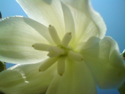 DSC01720.JPG (50.61 KiB) 18167 mal betrachtet Blüte des Riesenmaiglöckchens