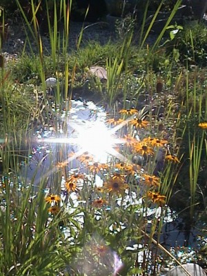 Gartenteich2.jpg