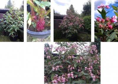 Blüte Anf. Juni kräftiger im Farbton als jetzt im August