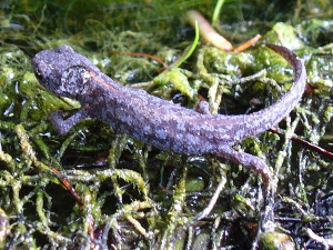 Salamander-Ausschnitt_klein.JPG