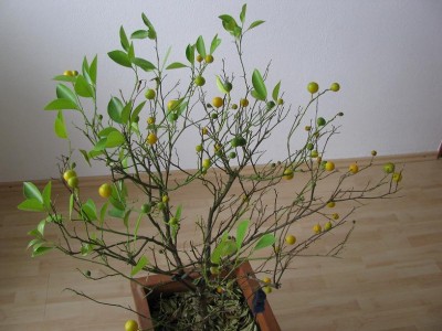 Zitronenbaum 003.JPG
