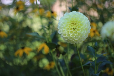 PS: Foto zeigt eine Dahlie auf unserer Landesgartenschau letztes Jahr