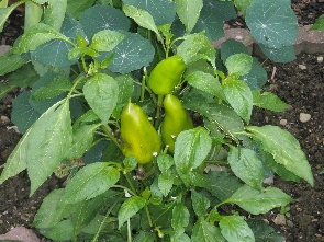 Und Paprika habe ich in diesem Jahr auch zum ersten mal. Man kann noch genau erkennen, wo die Rehe geknabbert haben.